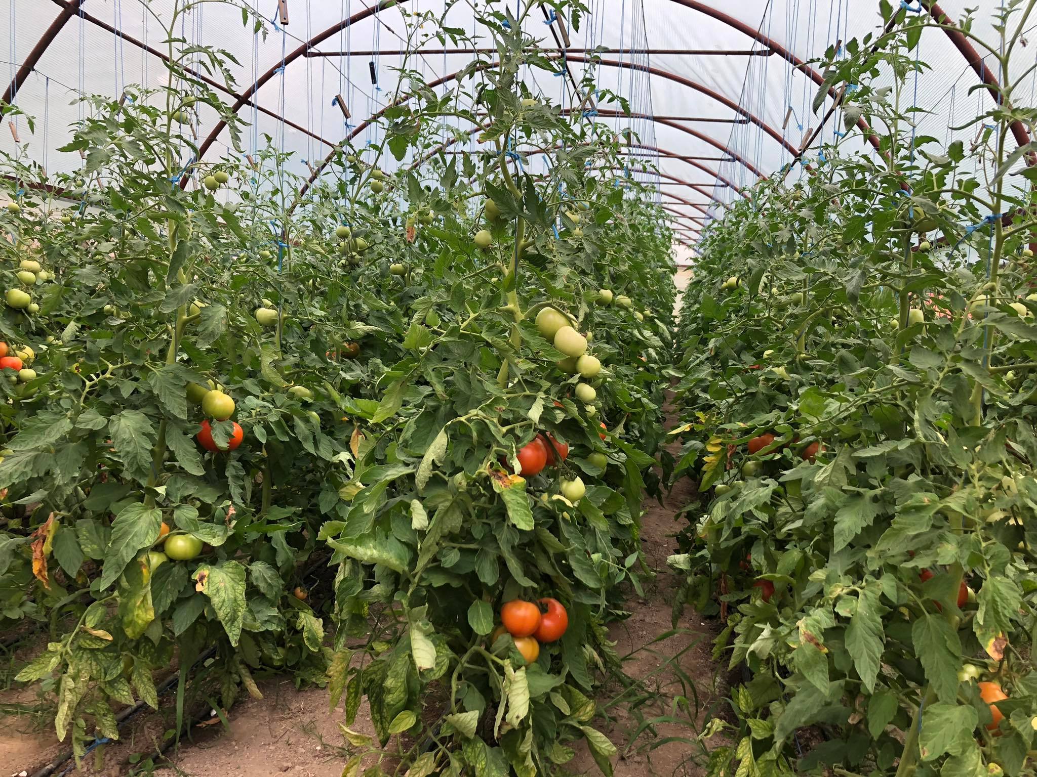 agro projektiranje (348)