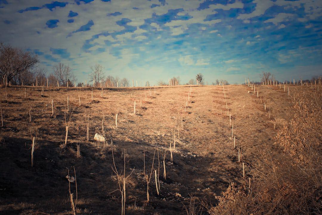agro projektiranje (367)